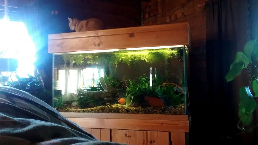 Rated #124: 90 Gallons Freshwater Fish Tank - 90 gal freshwater tank with Blood Parrots, loaches, guppies and cories