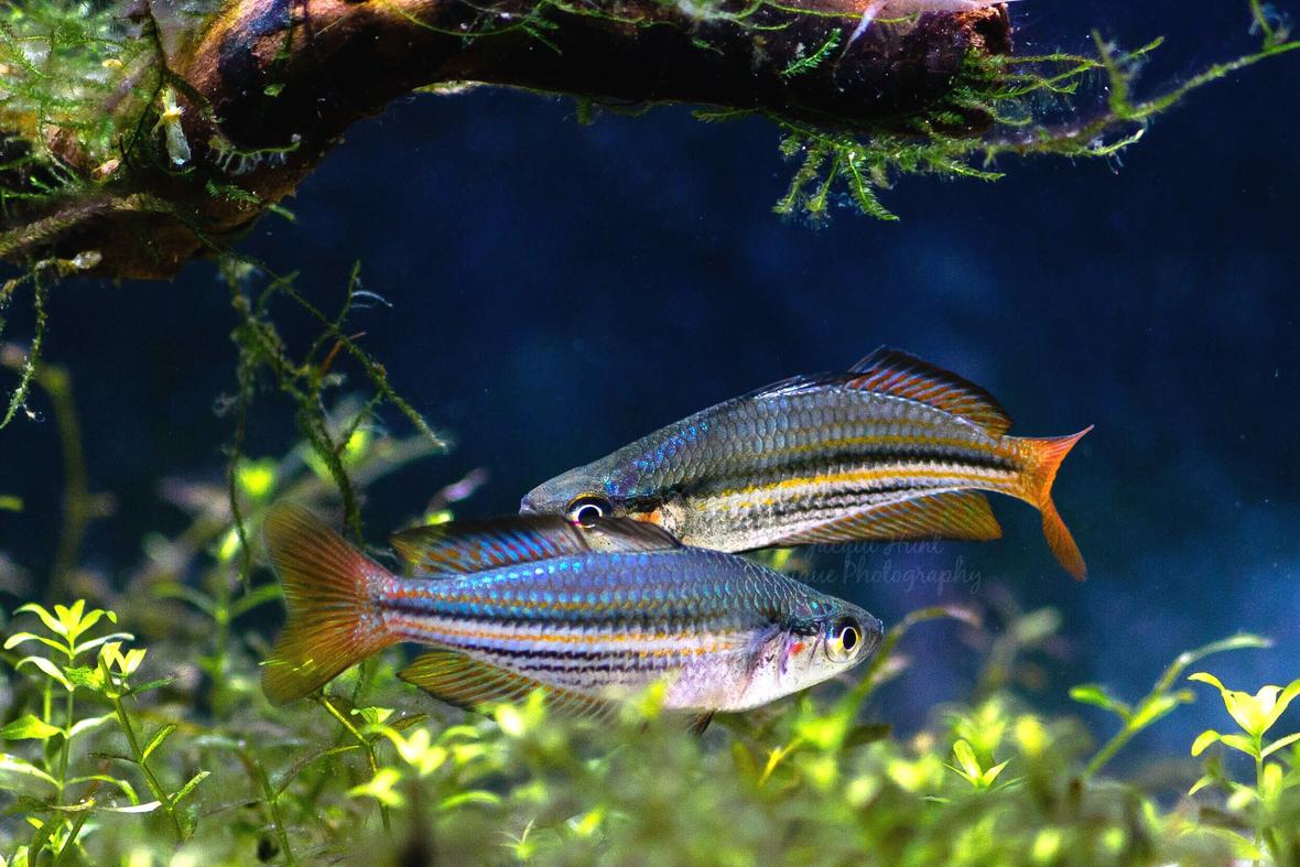 freshwater fish stocking in 55 gallons tank - M.austalis