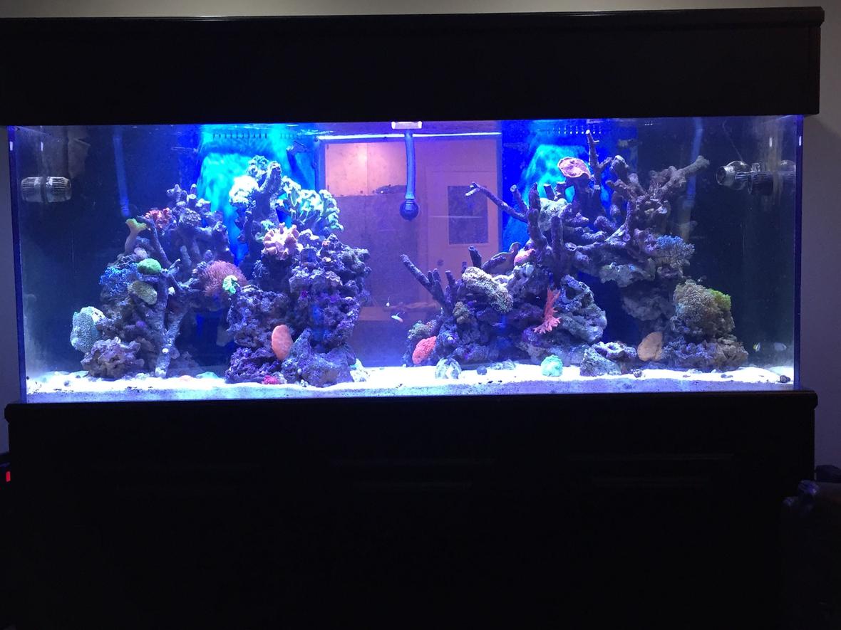 500 gallons reef tank (mostly live coral and fish) - My living room