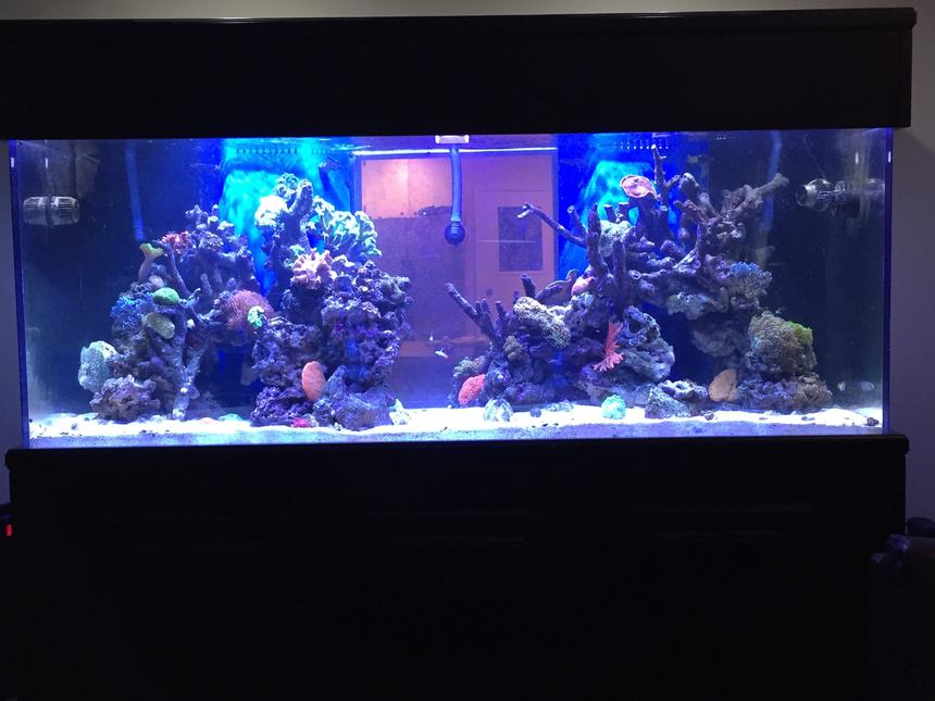 Rated #14: 500 Gallons Reef Tank - My living room