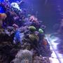 fish tank picture - More