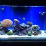 80 gallons reef tank (mostly live coral and fish) - 80G reef tank