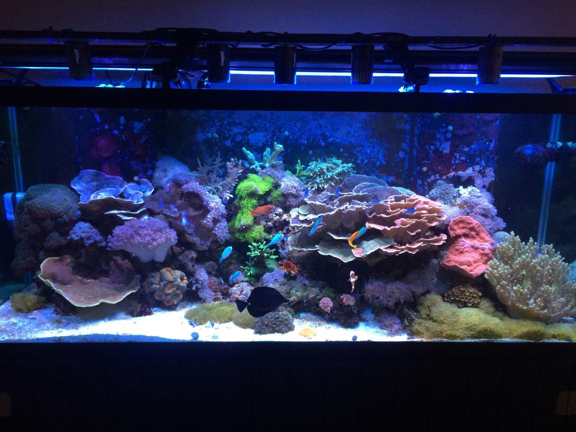 210 gallons reef tank (mostly live coral and fish) - 210 gallon mixed reef.