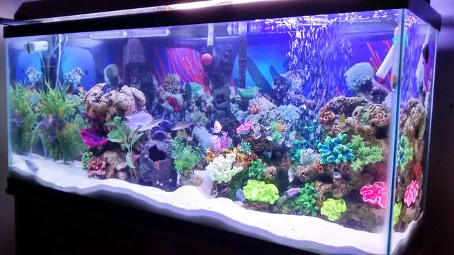 55 gallons freshwater fish tank (mostly fish and non-living decorations) - My first tank ever owned its freshwater despise the salt tank look.