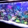 55 gallons freshwater fish tank (mostly fish and non-living decorations) - My first tank ever owned its freshwater despise the salt tank look.