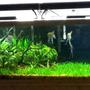 125 gallons planted tank (mostly live plants and fish) - Rivers Edge.