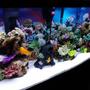fish tank picture - Tank