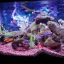90 gallons freshwater fish tank (mostly fish and non-living decorations) - 90 gallon African tank.