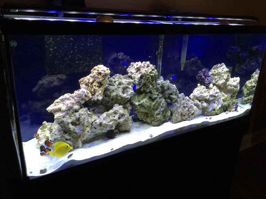 Rated #3: 55 Gallons Saltwater Fish Tank - 55 gallon FOWLR