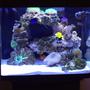 34 gallons reef tank (mostly live coral and fish) - 34 gal with LED lights