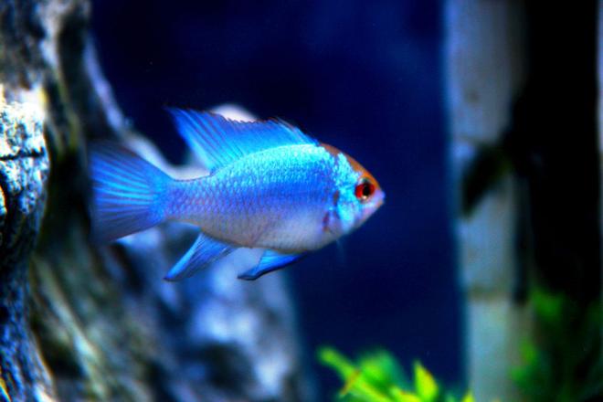 freshwater fish stocking in 52 gallons tank - Electric Blues!!