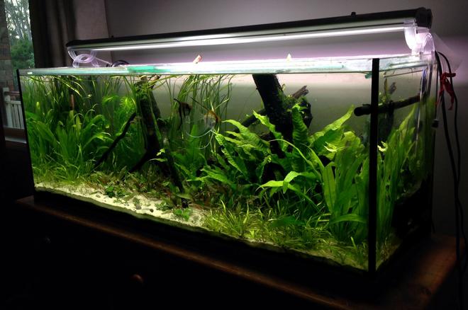 55 gallons planted tank (mostly live plants and fish) - Planted 4 foot