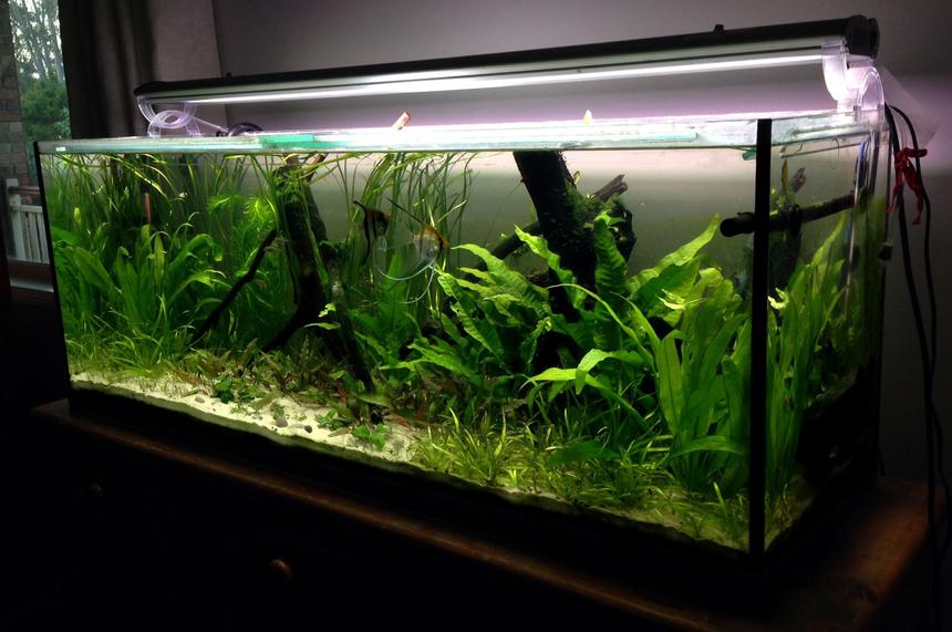 Rated #24: 55 Gallons Planted Tank - Planted 4 foot