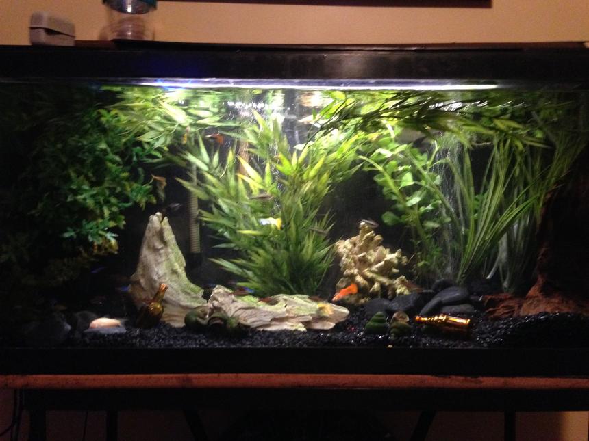 Rated #8: 30 Gallons Freshwater Fish Tank - my tanks redone!! nothing special but its a change