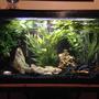 30 gallons freshwater fish tank (mostly fish and non-living decorations) - my tanks redone!! nothing special but its a change