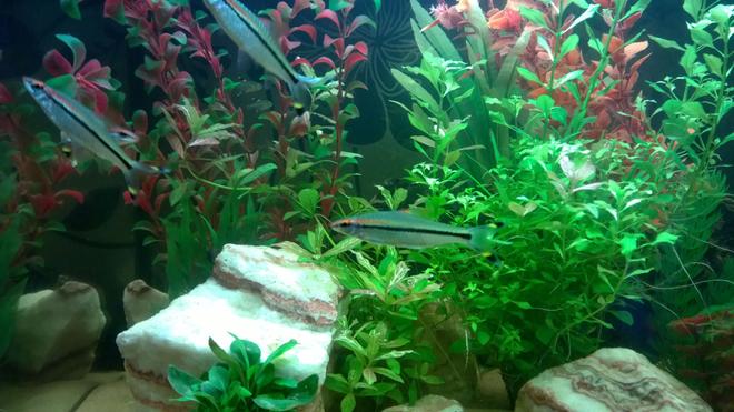 freshwater fish - sahyadria denisonii - denison barb stocking in 50 gallons tank - Denison barbs