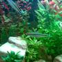 freshwater fish - sahyadria denisonii - denison barb stocking in 50 gallons tank - Denison barbs