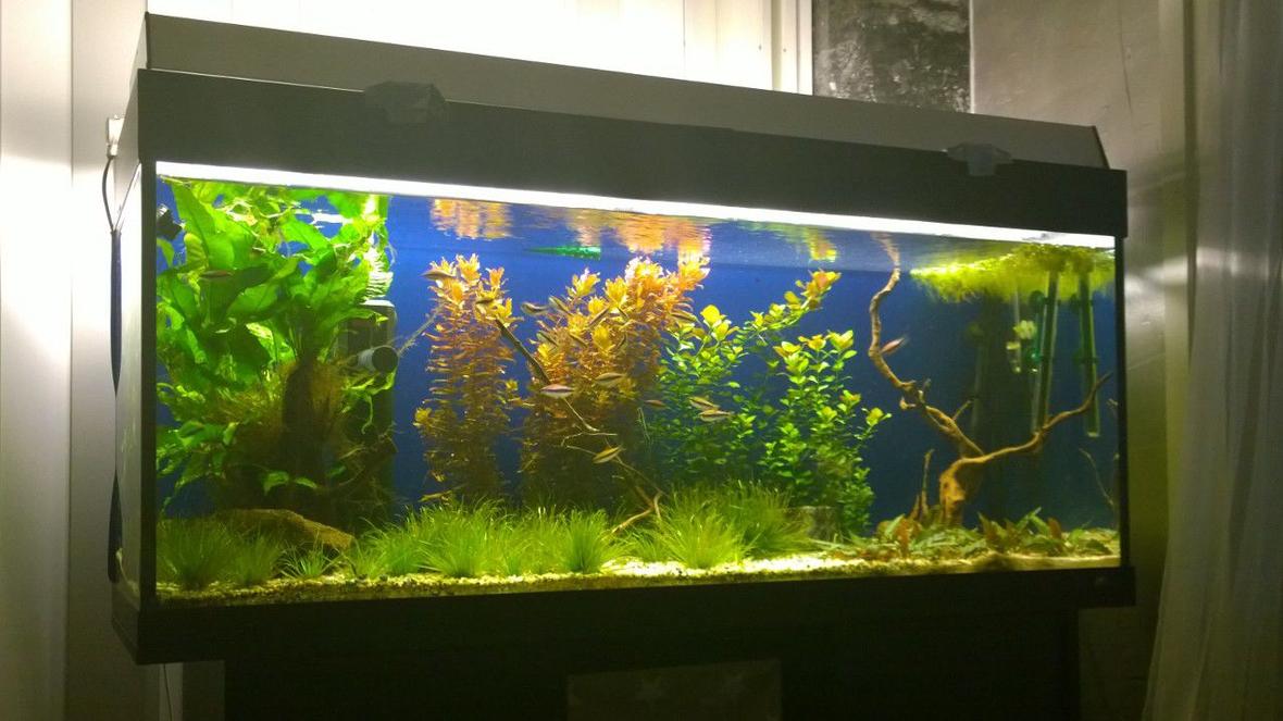 54 gallons planted tank (mostly live plants and fish) - Planted tank 54gallona/240ltr