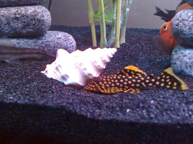 freshwater fish - baryancistrus sp. - gold nugget pleco (l-18) stocking in 80 gallons tank - Gold Nugget