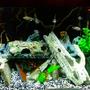 55 gallons freshwater fish tank (mostly fish and non-living decorations) - My Malawi tank