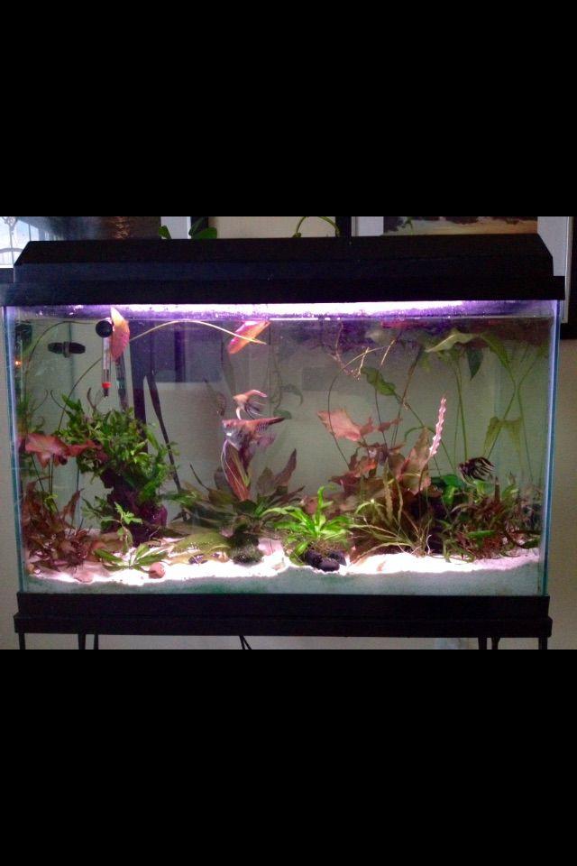 29 gallons planted tank (mostly live plants and fish)