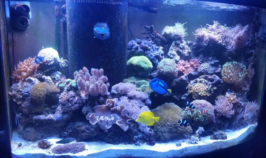 Rated #9: 90 Gallons Reef Tank - 90 gallon reef
