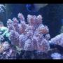 corals inverts stocking in 90 gallons tank - Finger leather