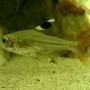 freshwater fish - pristella maxillaris - x-ray pristella tetra stocking in 50 gallons tank - x-ray tetra