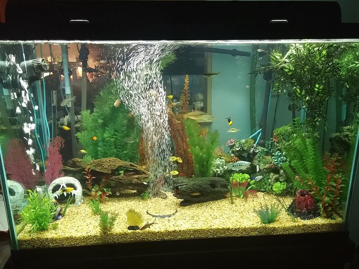 150 gallons freshwater fish tank (mostly fish and non-living decorations) - 150 gallon community tank
