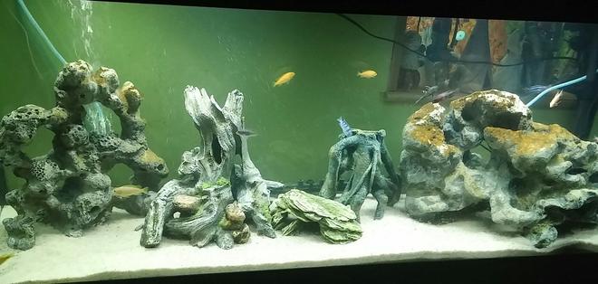 150 gallons freshwater fish tank (mostly fish and non-living decorations) - 55 gallon cichlid tank
