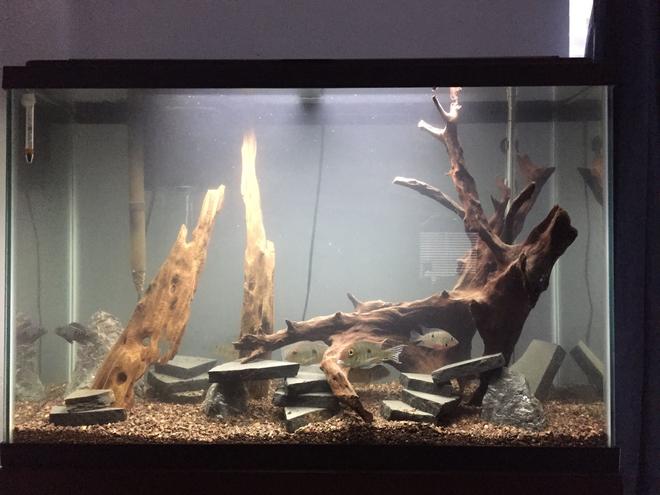 45 gallons freshwater fish tank (mostly fish and non-living decorations) - My 45 gallon tank.