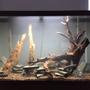 45 gallons freshwater fish tank (mostly fish and non-living decorations) - My 45 gallon tank.