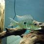 freshwater fish - geophagus surunimsis - surinamen geophagus stocking in 45 gallons tank - Surinamen Geophagus