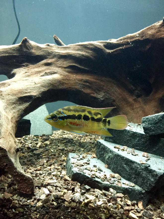 freshwater fish - nandopsis salvini - salvini cichlid stocking in 45 gallons tank - Salvini Cichlid