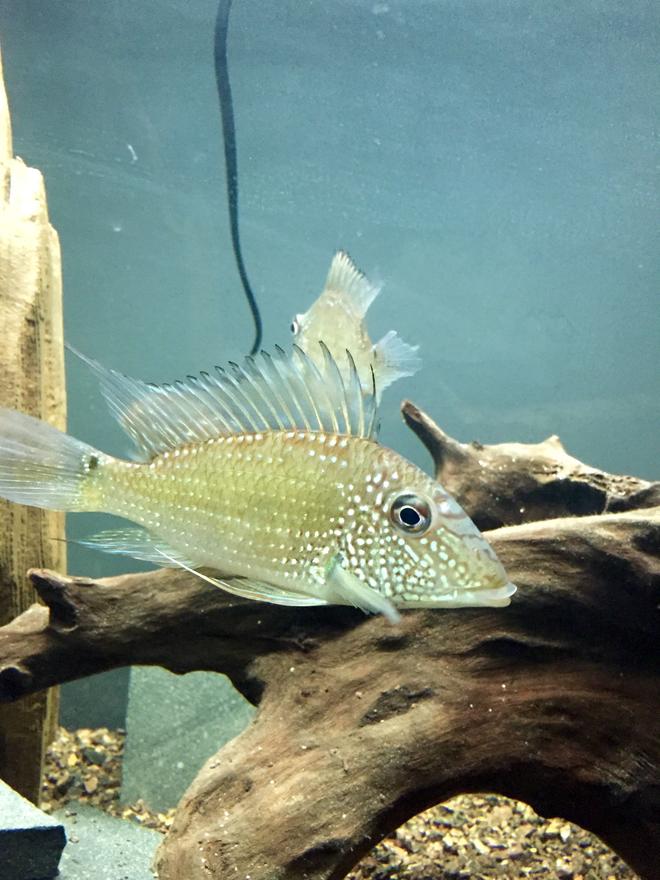 freshwater fish stocking in 45 gallons tank - Jurupari Earth Eater