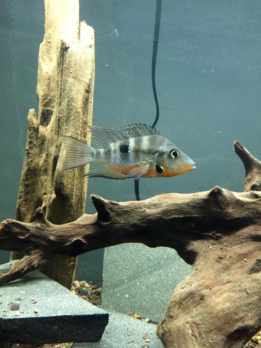 freshwater fish - thorichthys meeki - firemouth cichlid stocking in 45 gallons tank - Firemouth Cichlid
