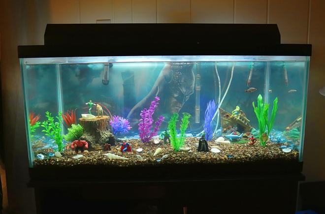 40 gallons freshwater fish tank (mostly fish and non-living decorations) - The Super Hero Fish tank of Minnesota.