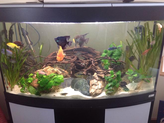 44 gallons planted tank (mostly live plants and fish) - 44 gallons