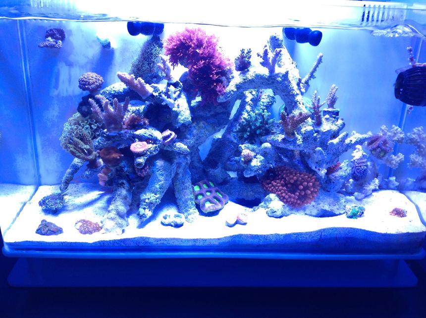 Rated #21: 21 Gallons Reef Tank - Nuvo 16 gallon , sps dominant, and some lps