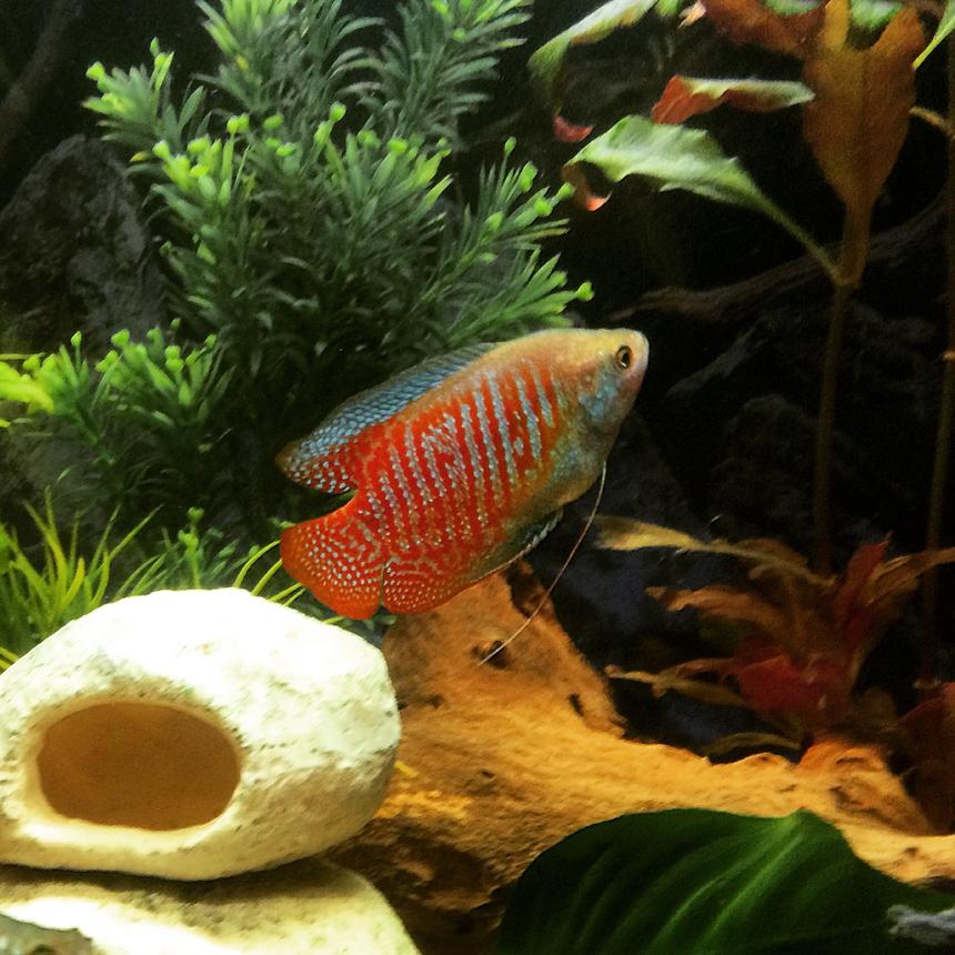 Rated #9: Freshwater Fish - Colisa Lalia - Dwarf Gourami Stocking In 26 Gallons Tank - 🐠🐠