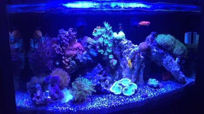 16 gallons reef tank (mostly live coral and fish) - 16 Nuvo