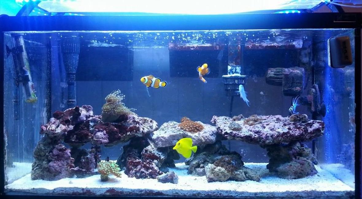 30 gallons reef tank (mostly live coral and fish) - 30g start up tank..running about 10 months now