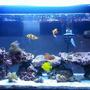 30 gallons reef tank (mostly live coral and fish) - 30g start up tank..running about 10 months now