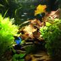11 gallons planted tank (mostly live plants and fish) - Planted tank