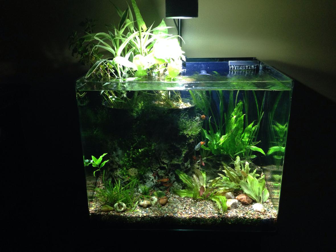 38 gallons planted tank (mostly live plants and fish) - Home tank.