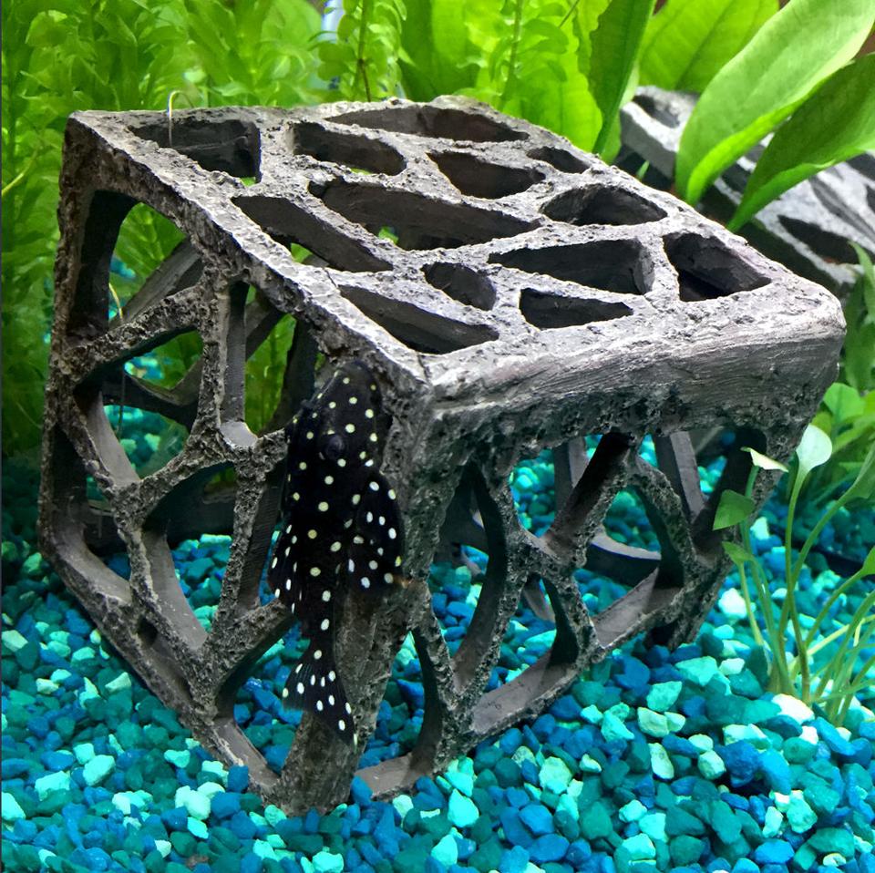 freshwater fish - hypancistrus inspector l-102 - snowball pleco stocking in 15 gallons tank - snowball pleco