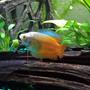 freshwater fish - colisa lalia - flame dwarf gourami stocking in 15 gallons tank - flame dwarf gourami