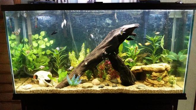 75 gallons freshwater fish tank (mostly fish and non-living decorations) - "Desert Oasis" 75Gal. Community Tank.