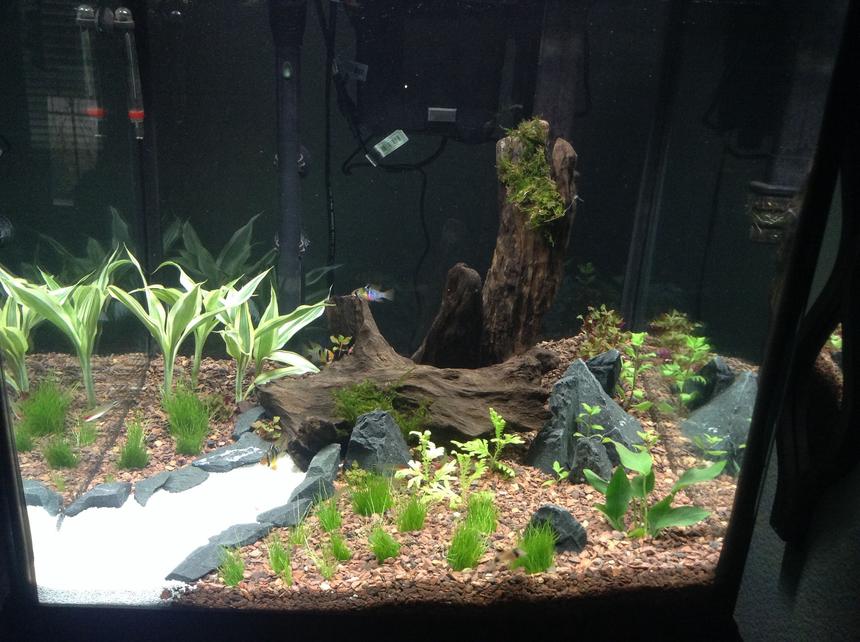 Rated #52: 120 Gallons Planted Tank - 27 gallon cube
