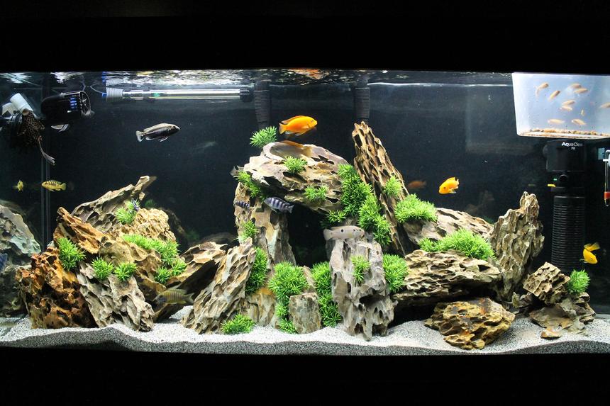 Rated #1: 60 Gallons Freshwater Fish Tank - 60g Marineland Heartland Setup
2 x Fluval 306 Canister Filters
1 Aquaclear 70 Powerhead + Quick Filter attachment
1 500gph Fan
200 Watt Heater
Flourescent Lighting + Custom LED Strip Lighting with Remote
105lbs Dragon Stone
60g Marineland Heartland Setup
2 x Fluval 306 Canister Filters
1 Aquaclear 70 Powerhead + Quick Filter attachment
1 900gph Fan
1 500gph Fan
200 Watt Heater
Flourescent Lighting + Custom LED Strip Lighting with Remote =)

Stock (Mixed)
2 Red Zebra (Mama & Papa)
2 Kenyi (Kenny & Wesley Stripes)
1 Aratus (Dexter)
1 OB Peacock (OBI WON)
1 Sunshine Peacock (Dora the Explora)
1 Assorted/Hybrid Peacock (Rick James)
1 Venustus (GI Jane)
1 Ice Blue Zebra (Stanley)
1 Electric Yellow Lab (Pepe)
2 Bumble Bee (Tweedle Dee & Tweedle Dumb)
1 Jewel (Lone Ranger)
1 Plecco (Plectomus Prime)
& 11 Red Zebra Fry